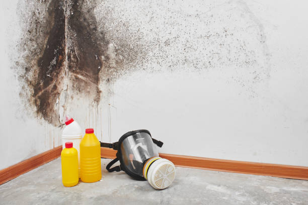 Mold Testing and Removal in North Bennington, VT