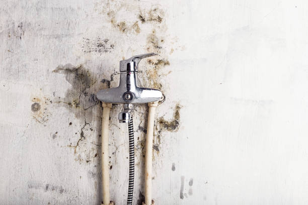 Best Certified Mold Removal  in North Bennington, VT