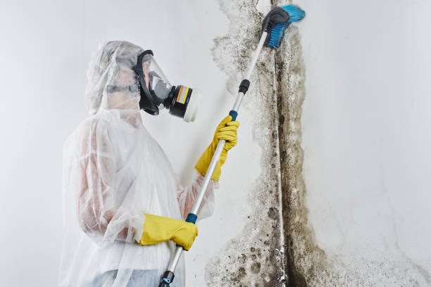 Best Home Mold Removal  in North Bennington, VT