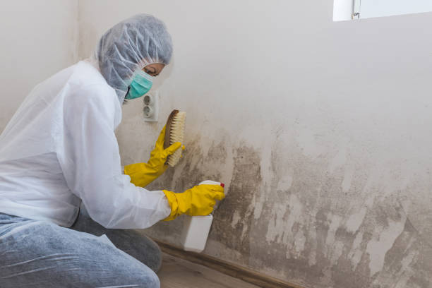 Best Fast Mold Removal  in North Bennington, VT