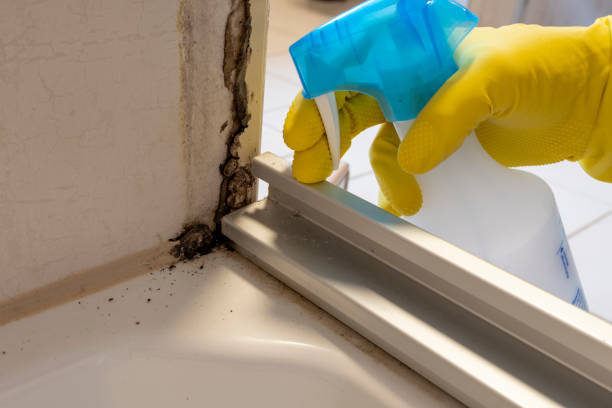 Best Best Mold Removal Companies  in North Bennington, VT