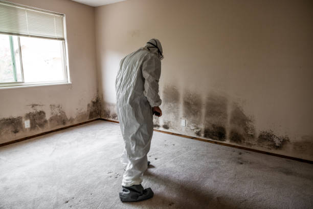 Best Emergency Mold Removal  in North Bennington, VT