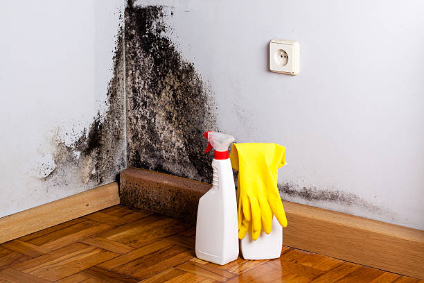 Best Mold Removal Near Me  in North Bennington, VT
