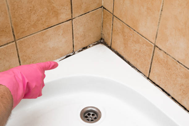 Best Mold Testing  in North Bennington, VT